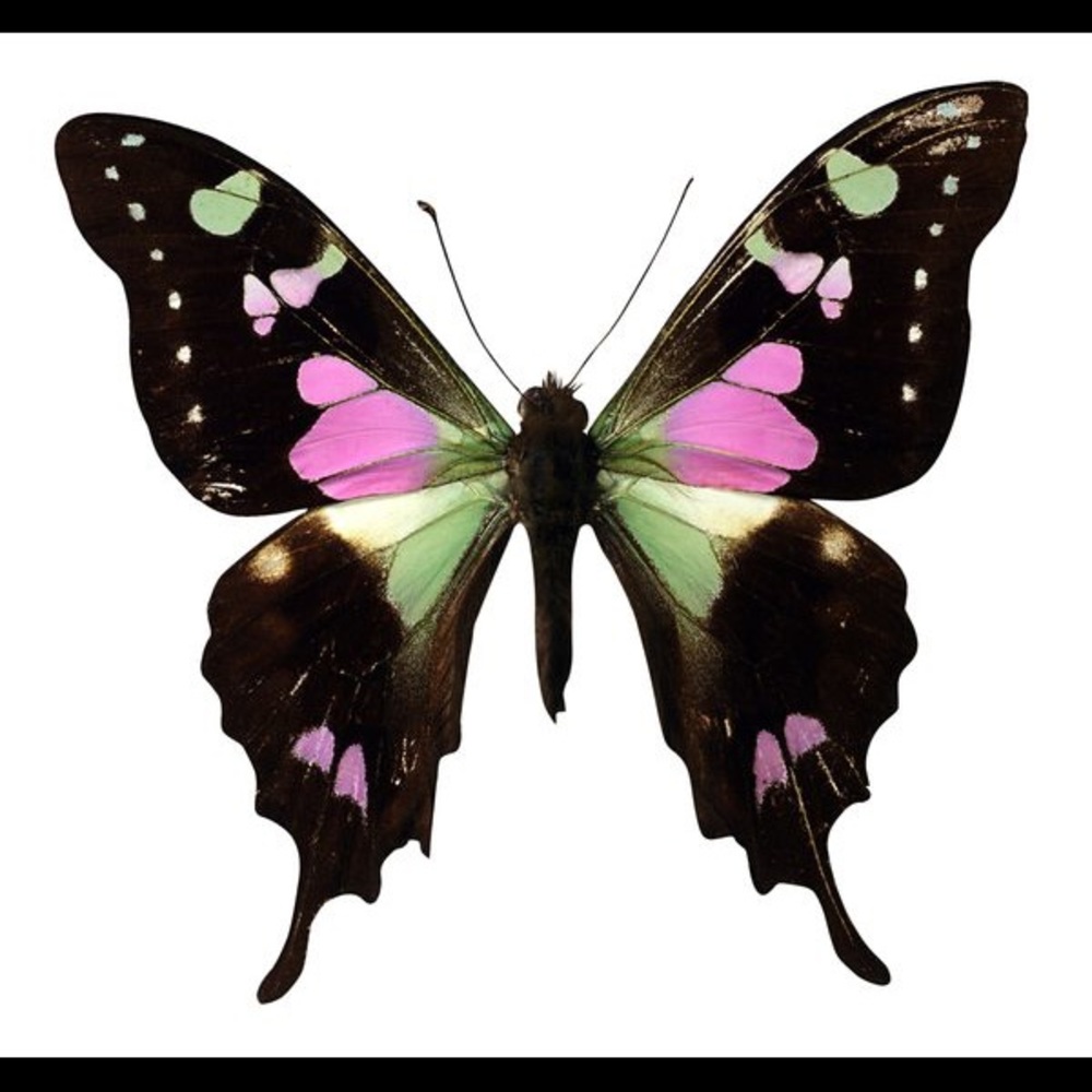 Meet your Posher, Brittany